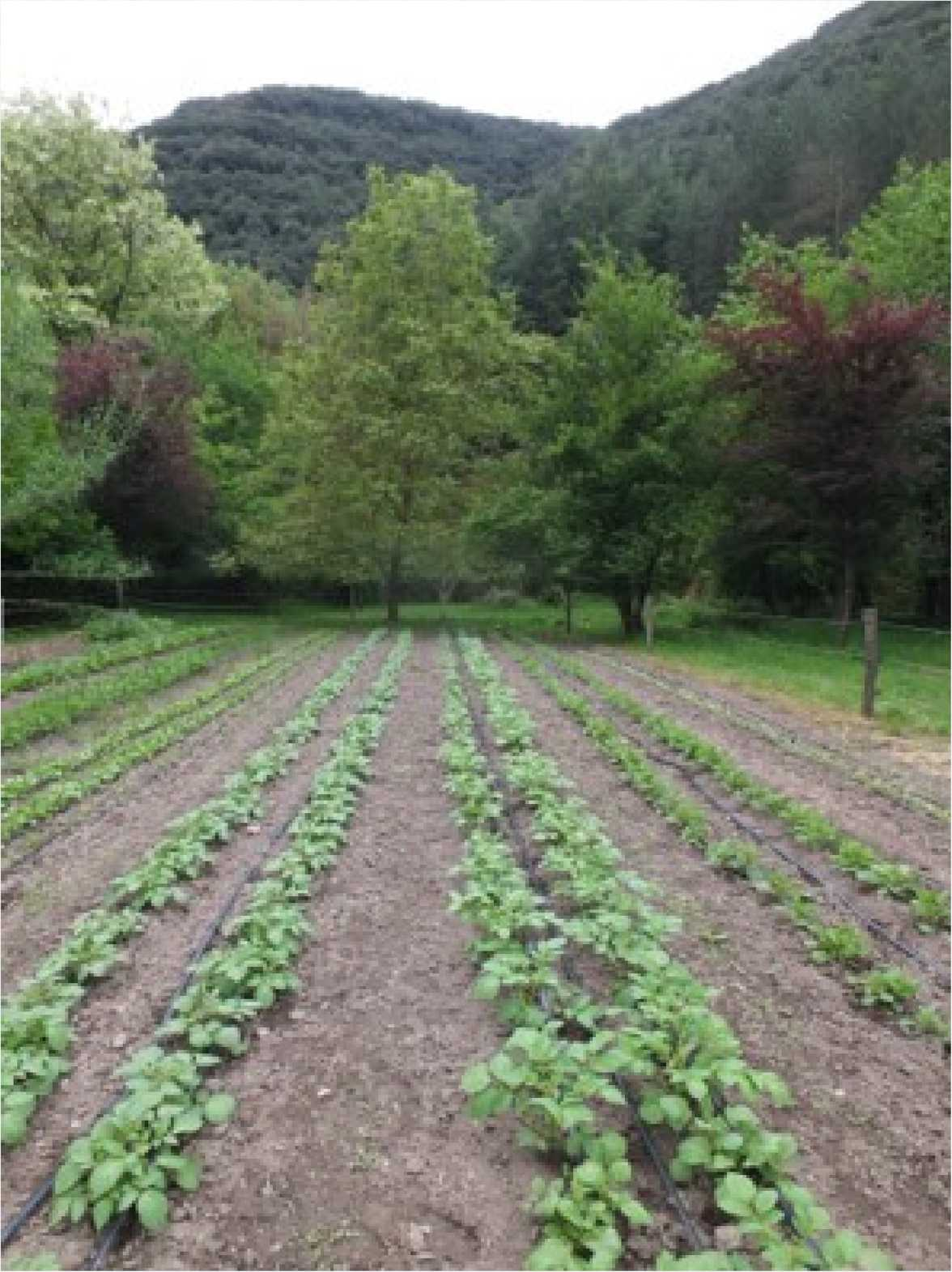 Terraced market gardening at the Cambon farm