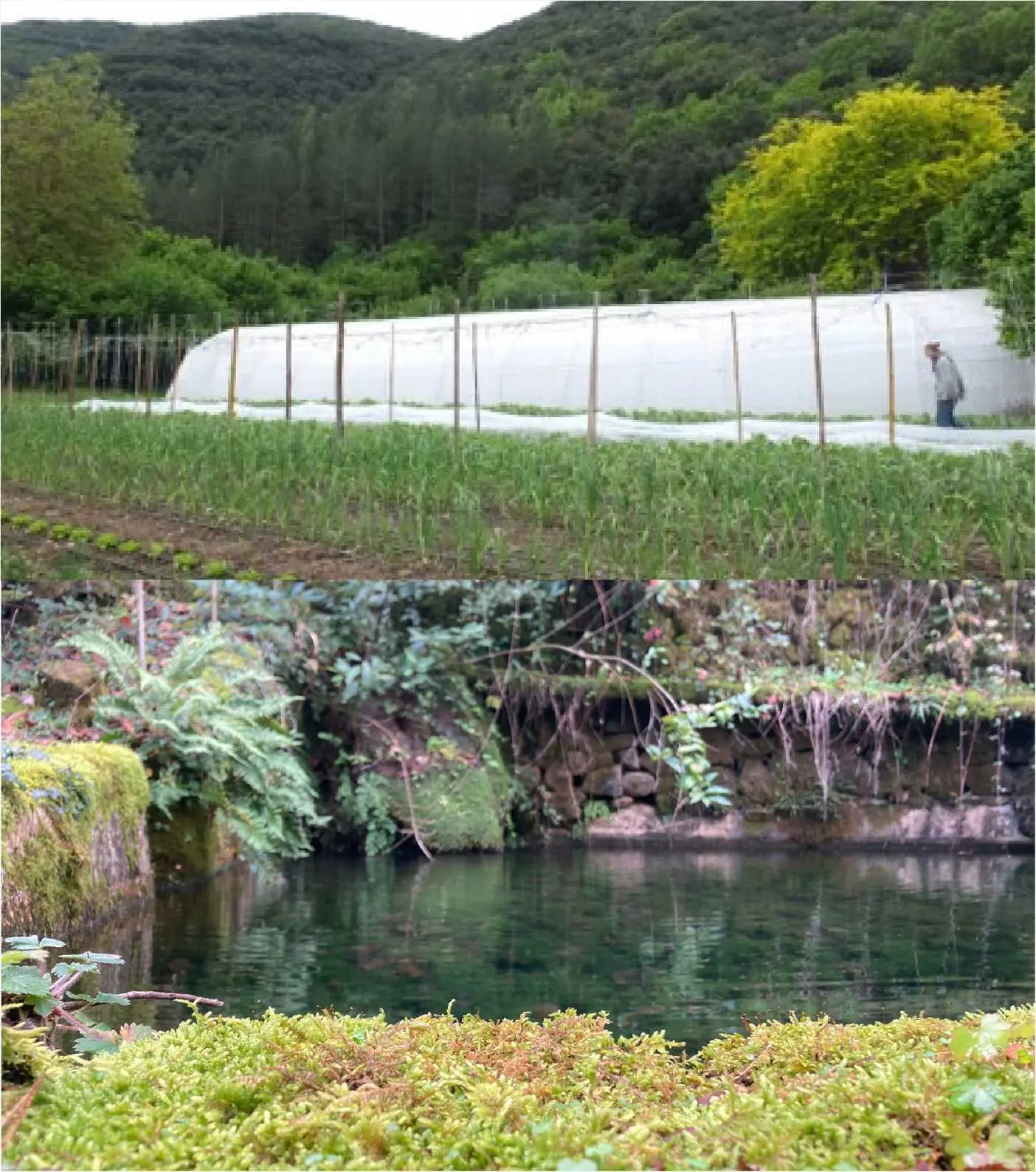 Le bassin et la serre de maraîchage du Cambon